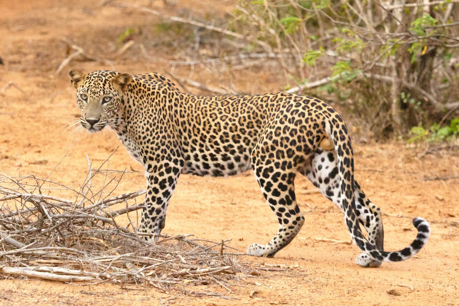 Das Beste von Sri Lanka – Individuelle Rundreise